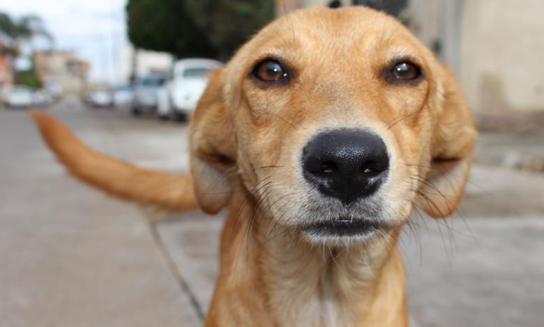 Perrito maltratado por un sacerdote