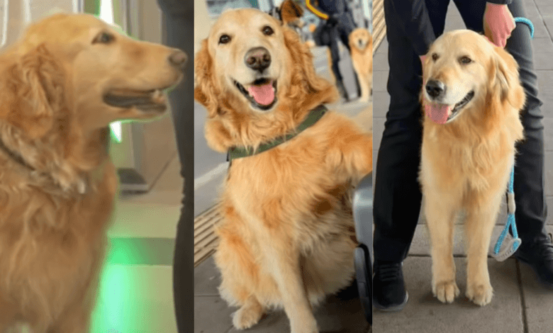 Composición de perritos jubilados del Aeropuerto El Dorado