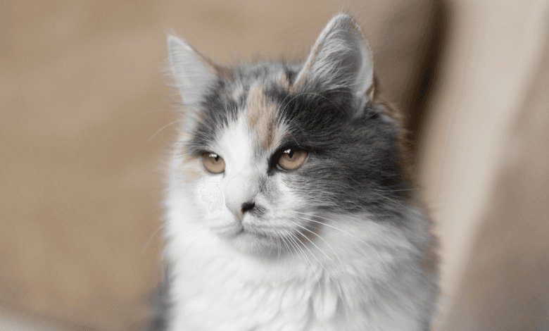 Gato gris con ojos amarillos 