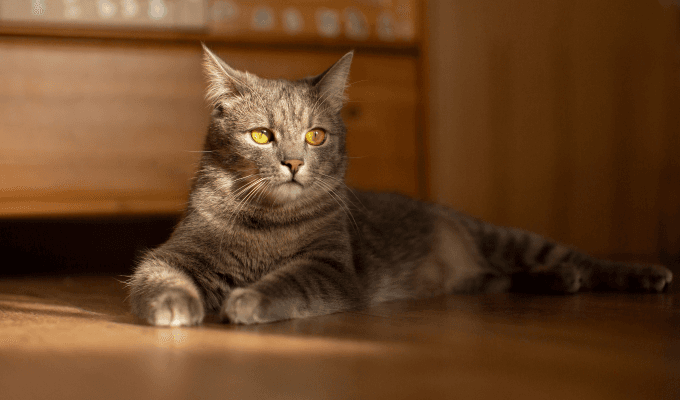 Gato con ojos amarillos acostado en el piso