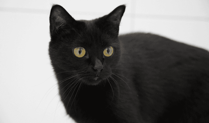 El misterio detrás de los gatos negros: ¿qué los hace únicos? 