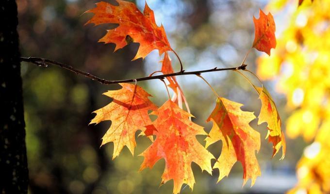 Equinoccio de otoño: ¿Por qué es importante y qué no se puede hacer este día?