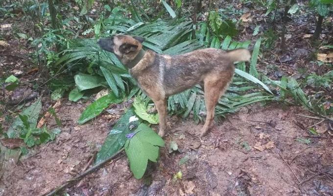 ¿Qué pasó con el perro Wilson?: Esta es la teoría paranormal