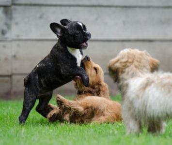 Qué significa soñar con perro que te ataca