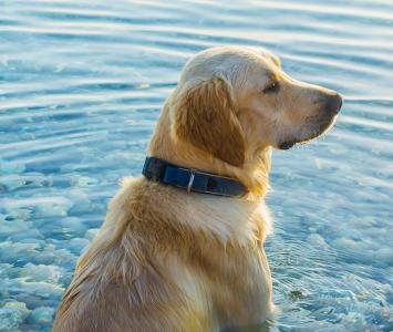 Perro en el agua