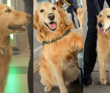 Composición de perritos jubilados del Aeropuerto El Dorado