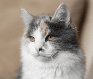 Gato gris con ojos amarillos 