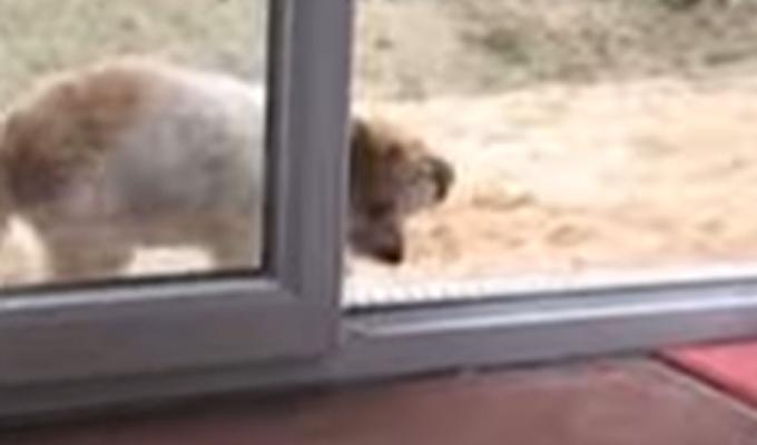 Perrito se limpia las patas antes de entrar a su casa