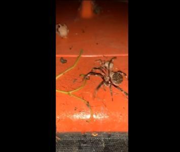 Pelea de arañas en Australia