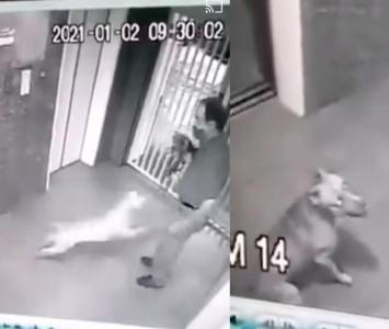 [Video] Pitbull atacó brutalmente a un perro y a su dueño 