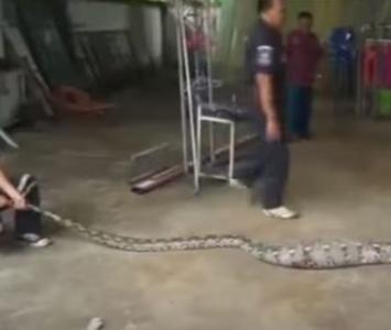 [Video] Serpiente pitón vomita a enorme cocodrilo tras ser capturada 